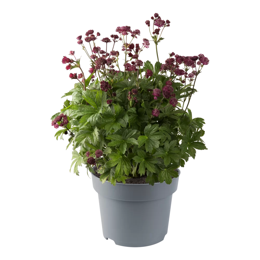 Astrantia major Artista Red