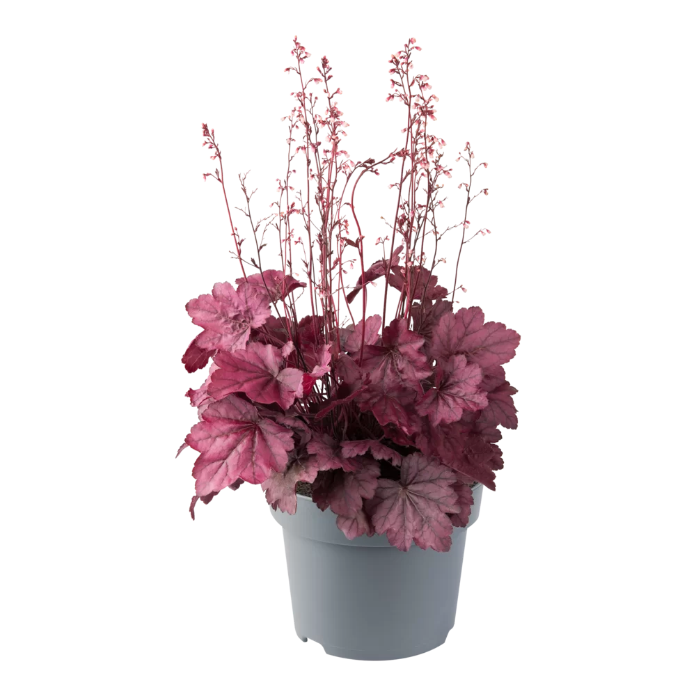Heuchera villosa Everglow Wild Rose