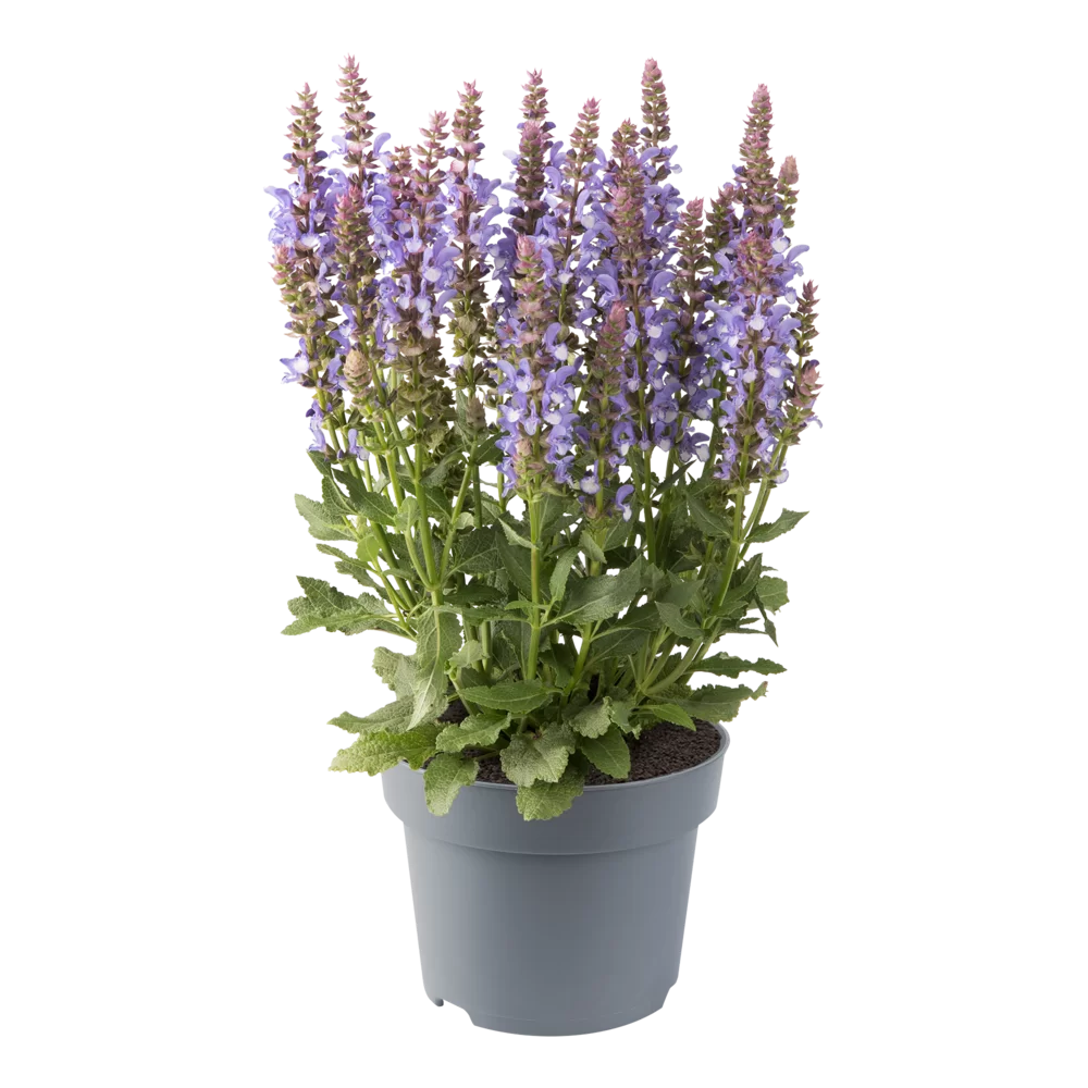 Salvia nemorosa Sensation® Special Sky Blue Bicolour