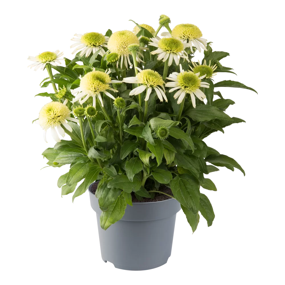 Echinacea purpurea - Sombrero® Double - White
