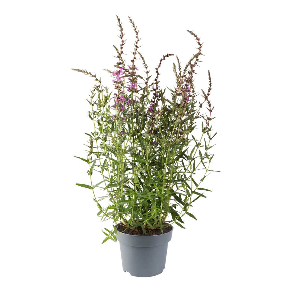 Lythrum salicaria Fairytales Purple