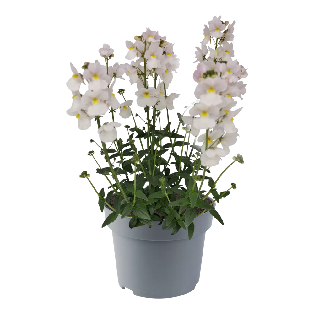 Nemesia fruticans Nuvo® Wisley Vanilla
