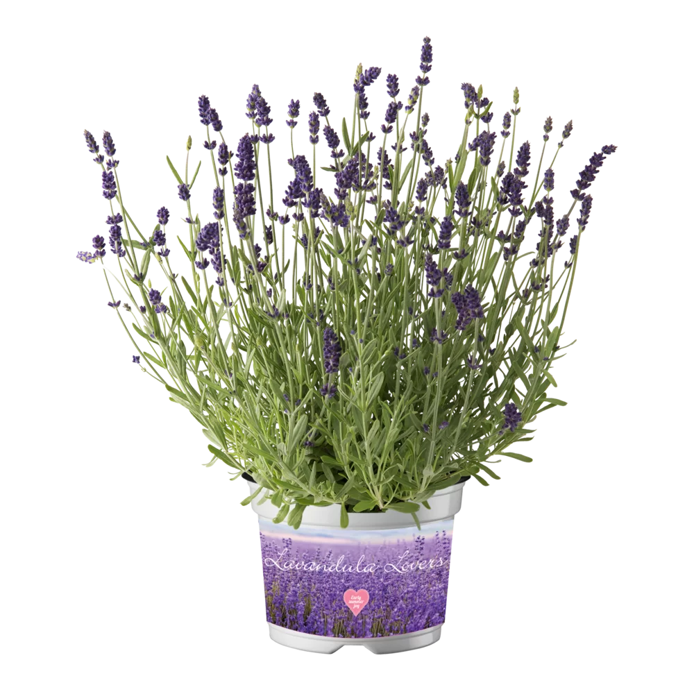 Lavandula angustifolia Ardèche® Early Deep Blue