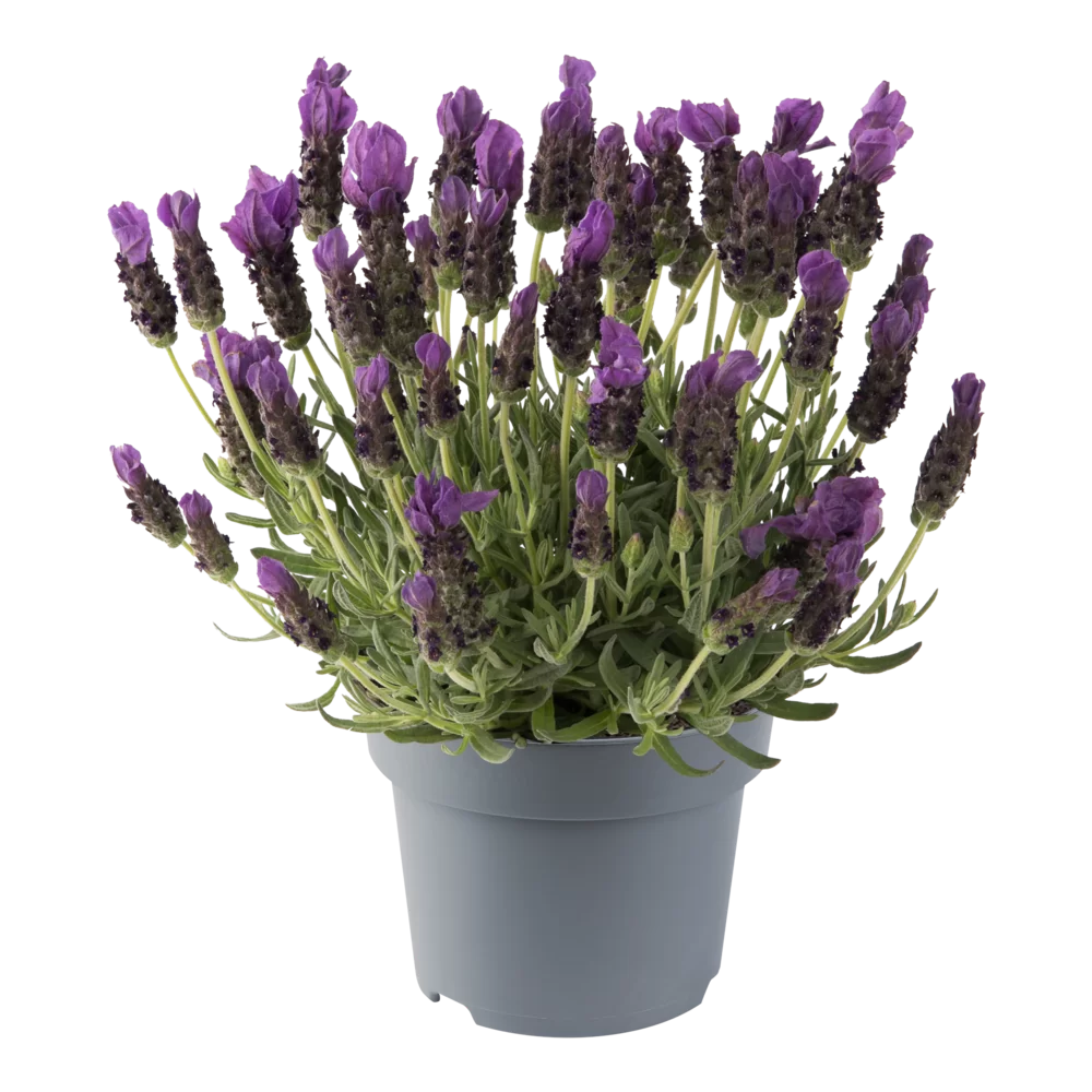 Lavandula stoechas Butterfly Garden® Early Summer