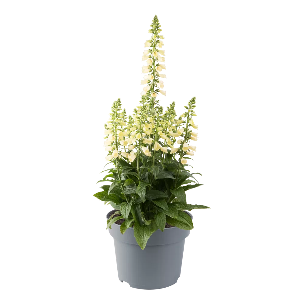 Digitalis purpurea Arctic Fox Lemon Cream