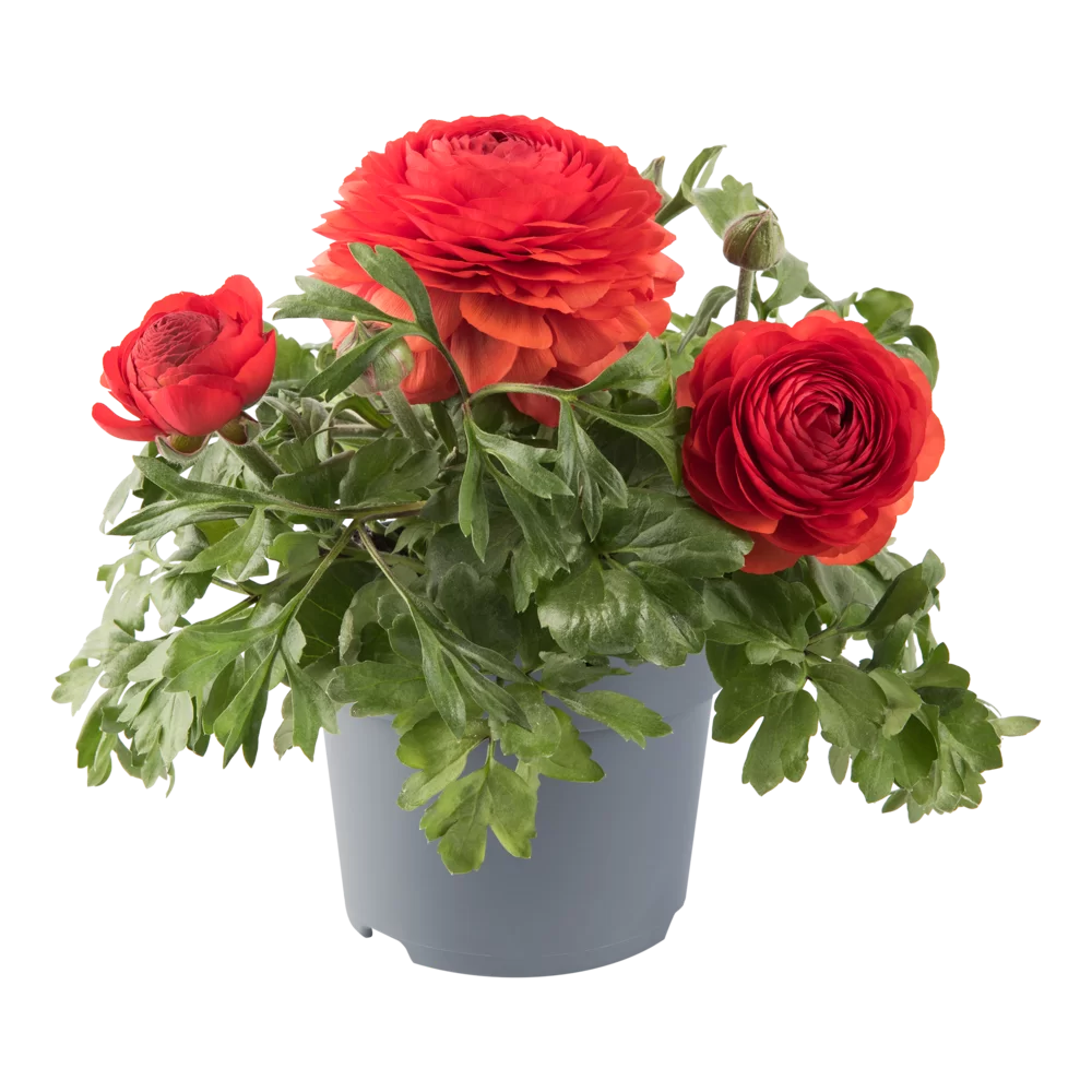 Ranunculus asiaticus Vortex F1 Red Impr.