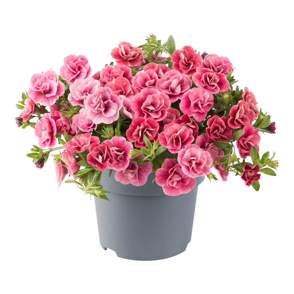 Calibrachoa parviflora Cabaret® Double Pink Vein