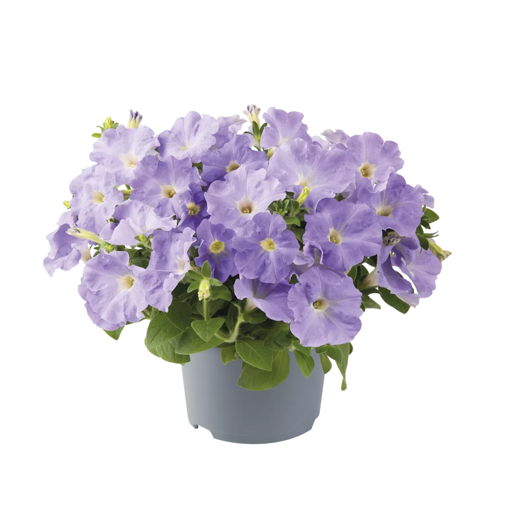 Petunia grandiflora Viva® Light Blue