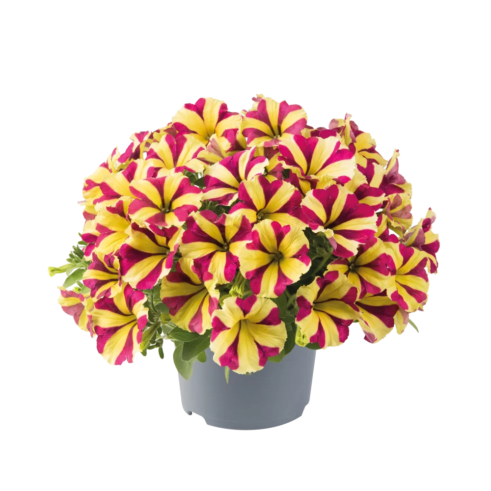 Petunia grandiflora Viva® Cherry Star