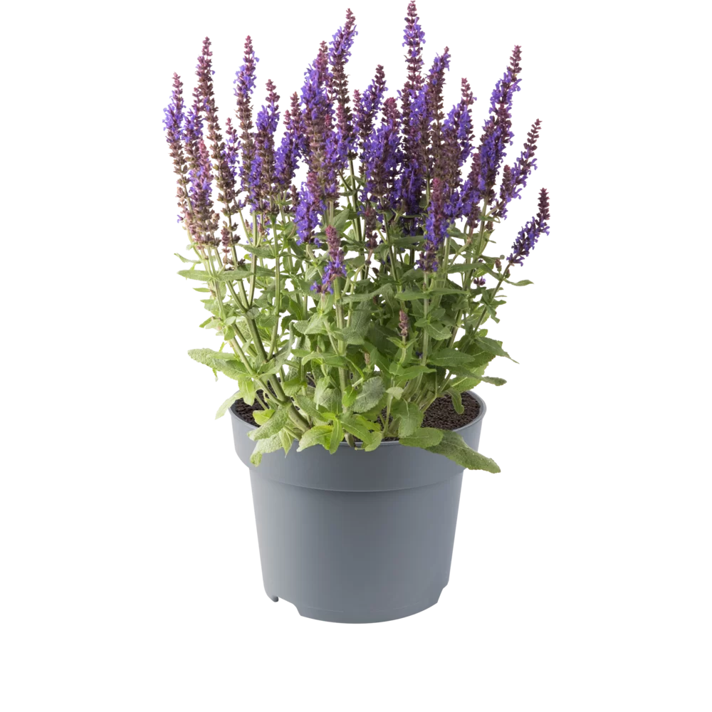 Salvia nemorosa Sensation® Medium Violet Impr.