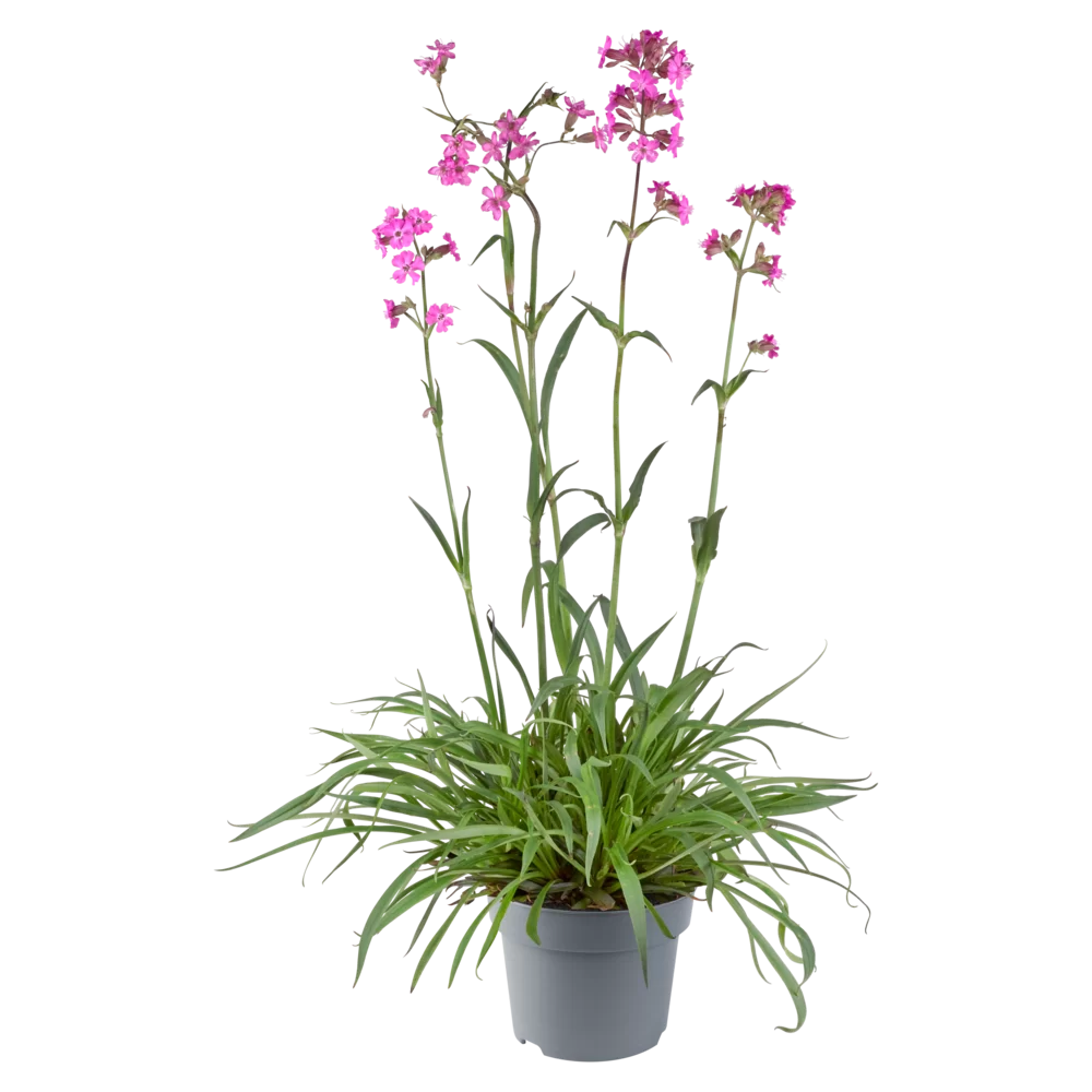 Lychnis viscaria Splendens