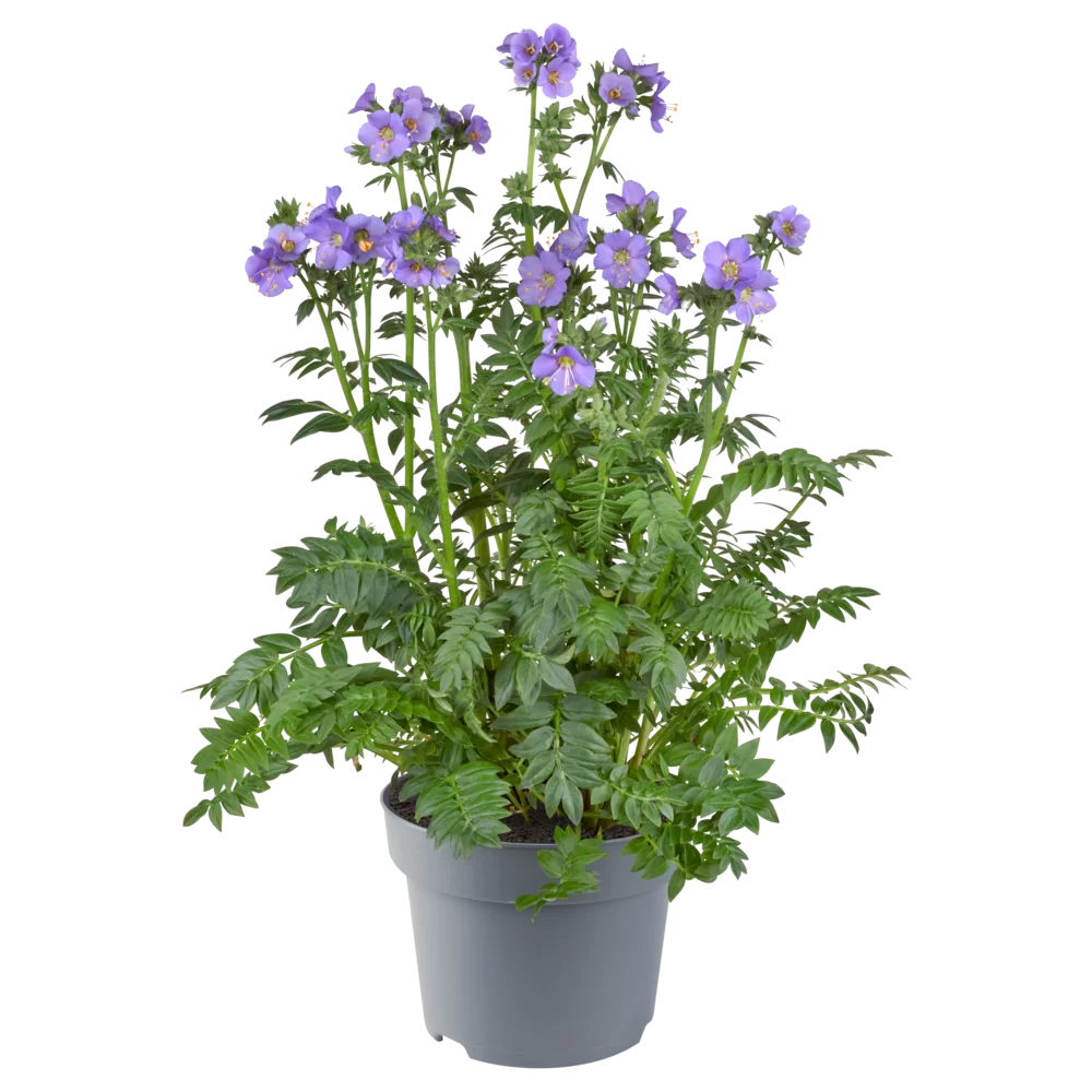 Polemonium caeruleum Bambino Blue
