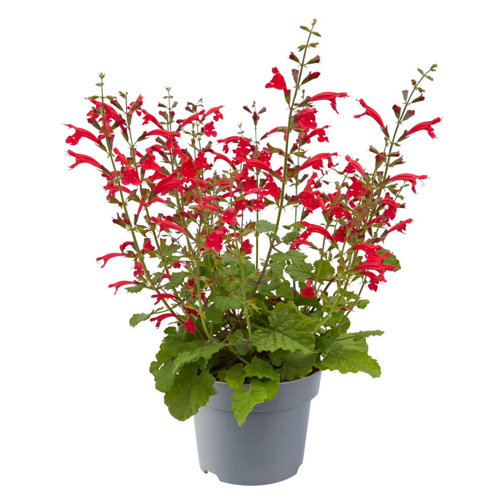Salvia roemeriana Hot Trumpets