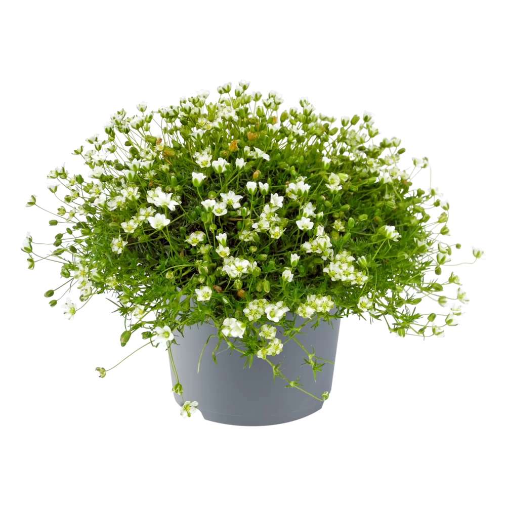 Sagina subulata Supreme