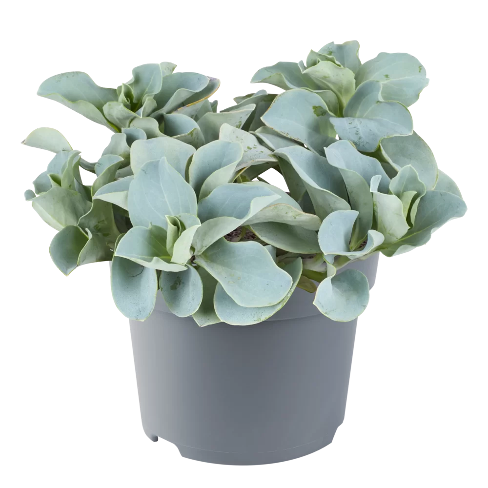 Mertensia maritima Silver Ocean