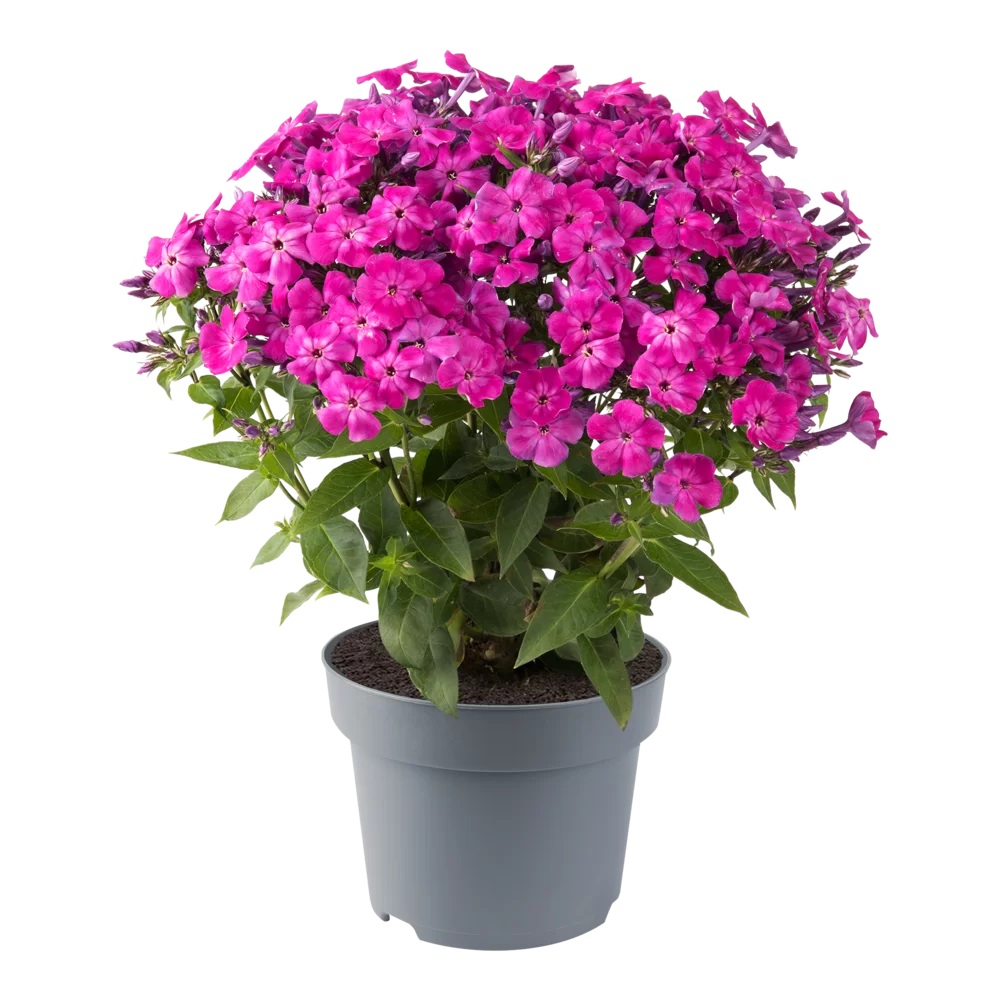 Phlox paniculata Bee Best Hot Purple