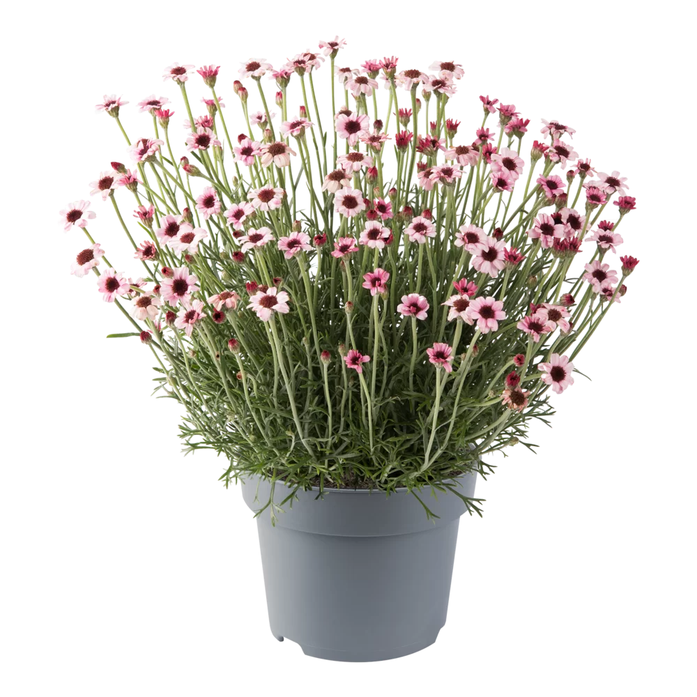 Rhodanthemum hosmariense Zagora® Pink vigorous