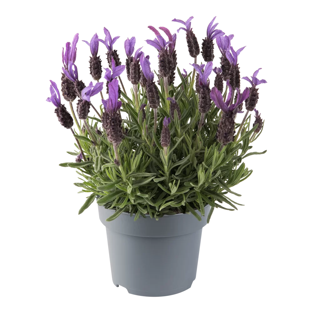 Lavandula stoechas Bella Toscane 