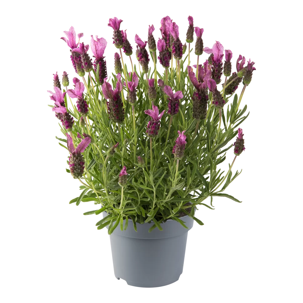 Lavandula stoechas Butterfly Garden® Pink Summer Impr.