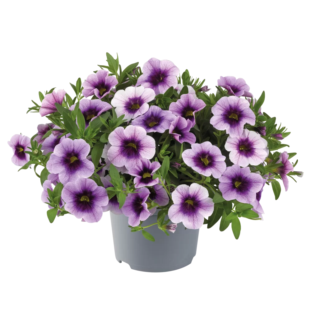 Calibrachoa parviflora Cabaret® Early Purple Kiss