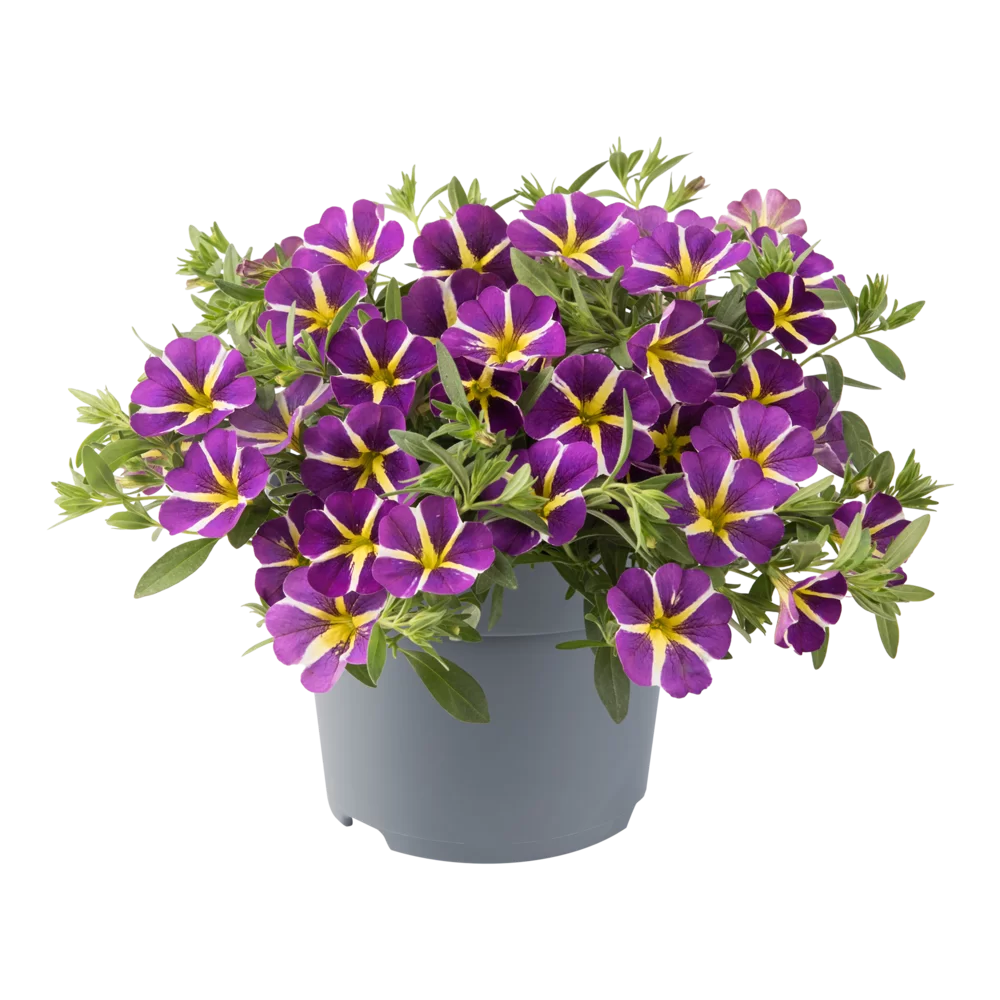Calibrachoa parviflora Cabaret® Early Purple Star