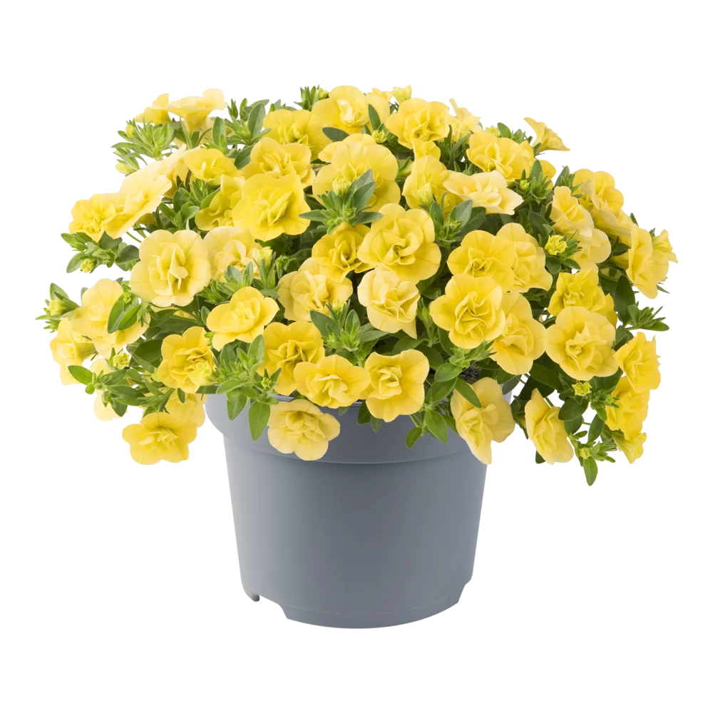 Calibrachoa parviflora Cabaret® Double Yellow Impr.