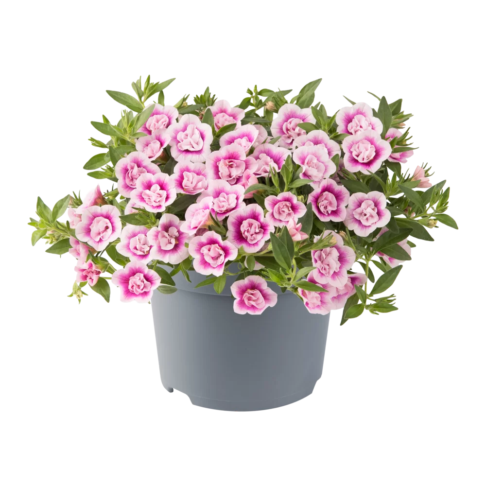 Calibrachoa parviflora Cabaret® Double Pink Eye