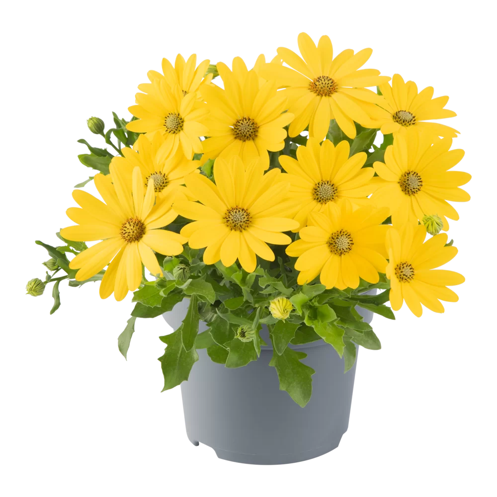 Osteospermum ecklonis Dalina® Early Yellow