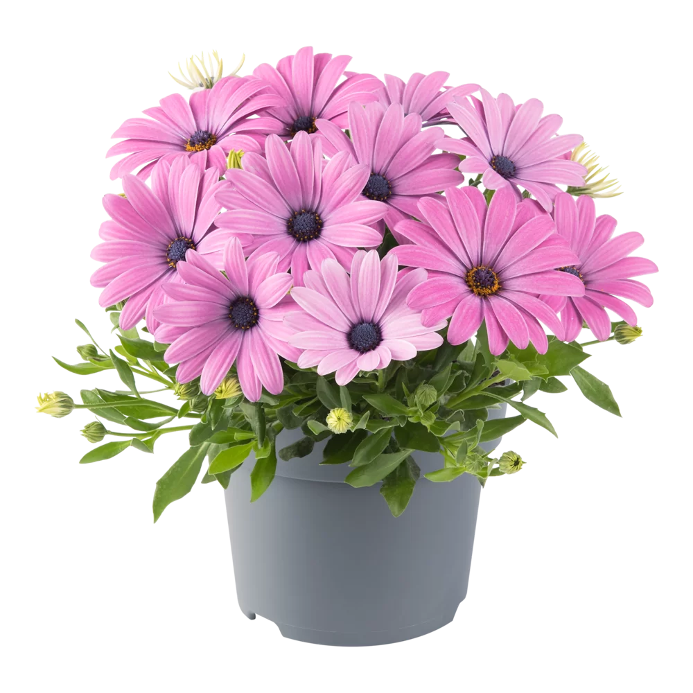 Osteospermum ecklonis Dalina® Pink