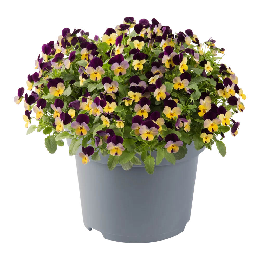 Viola cornuta Vivaldi Lilac Purple Wing Yellow Centre