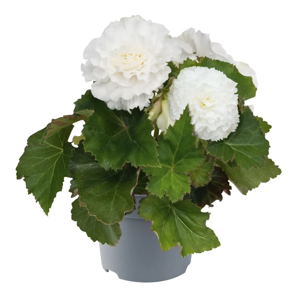 Begonia tuberhybrida Nonstop® F1 White Impr.