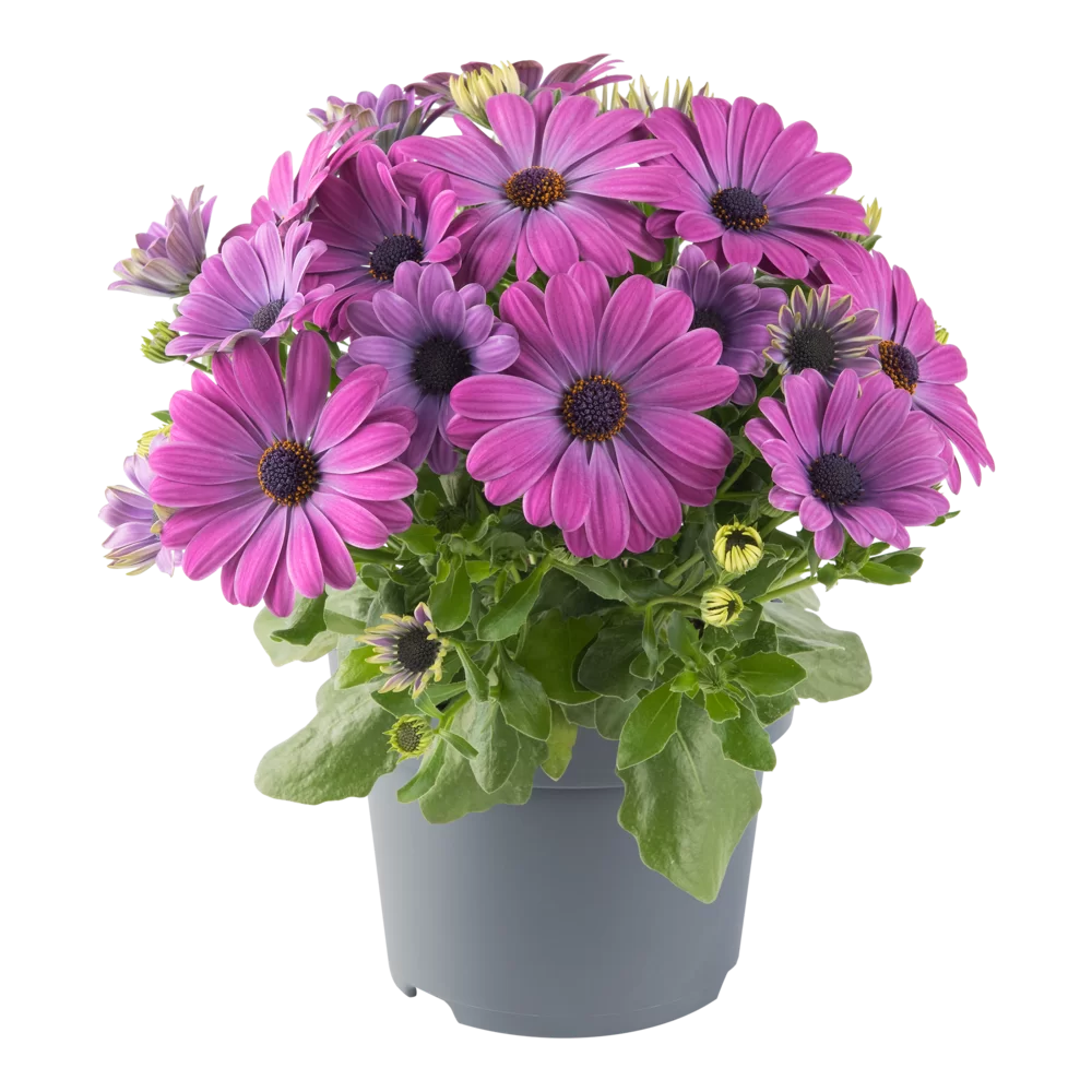 Osteospermum ecklonis Dalina® Lavender Blue