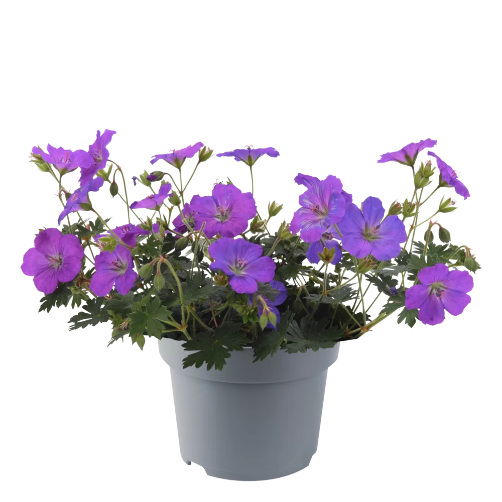 Geranium sanguineum Purple Glow  