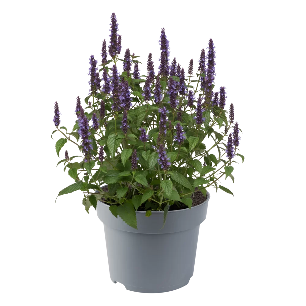 Agastache foeniculum Little Adder