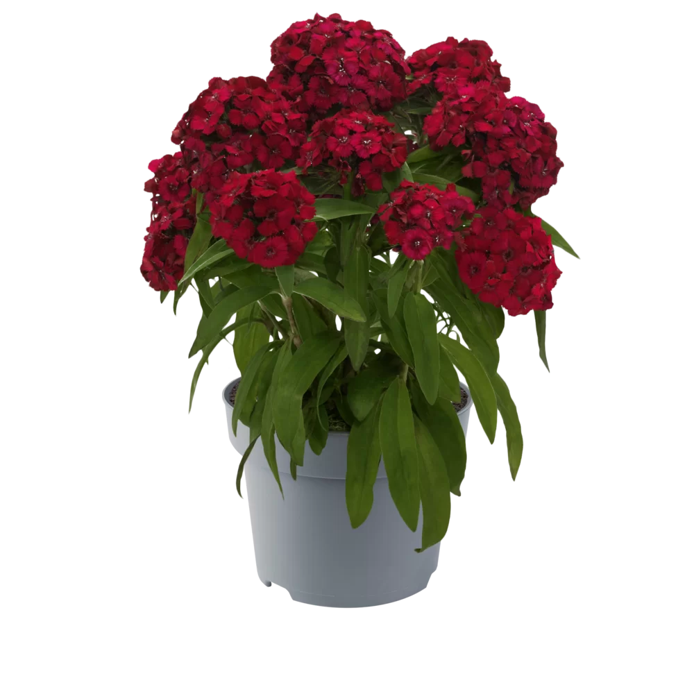 Dianthus x barbatus - Dart - Raspberry