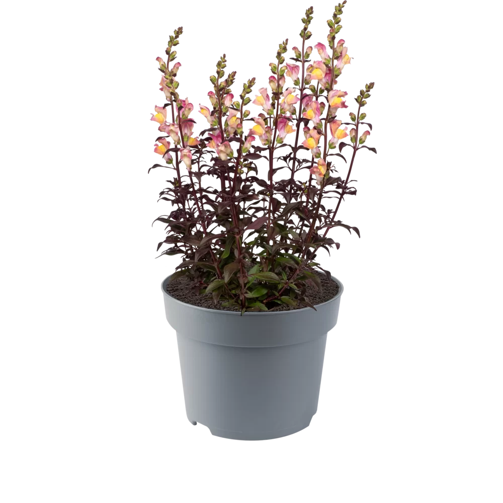 Antirrhinum majus Snap in Black Apricote