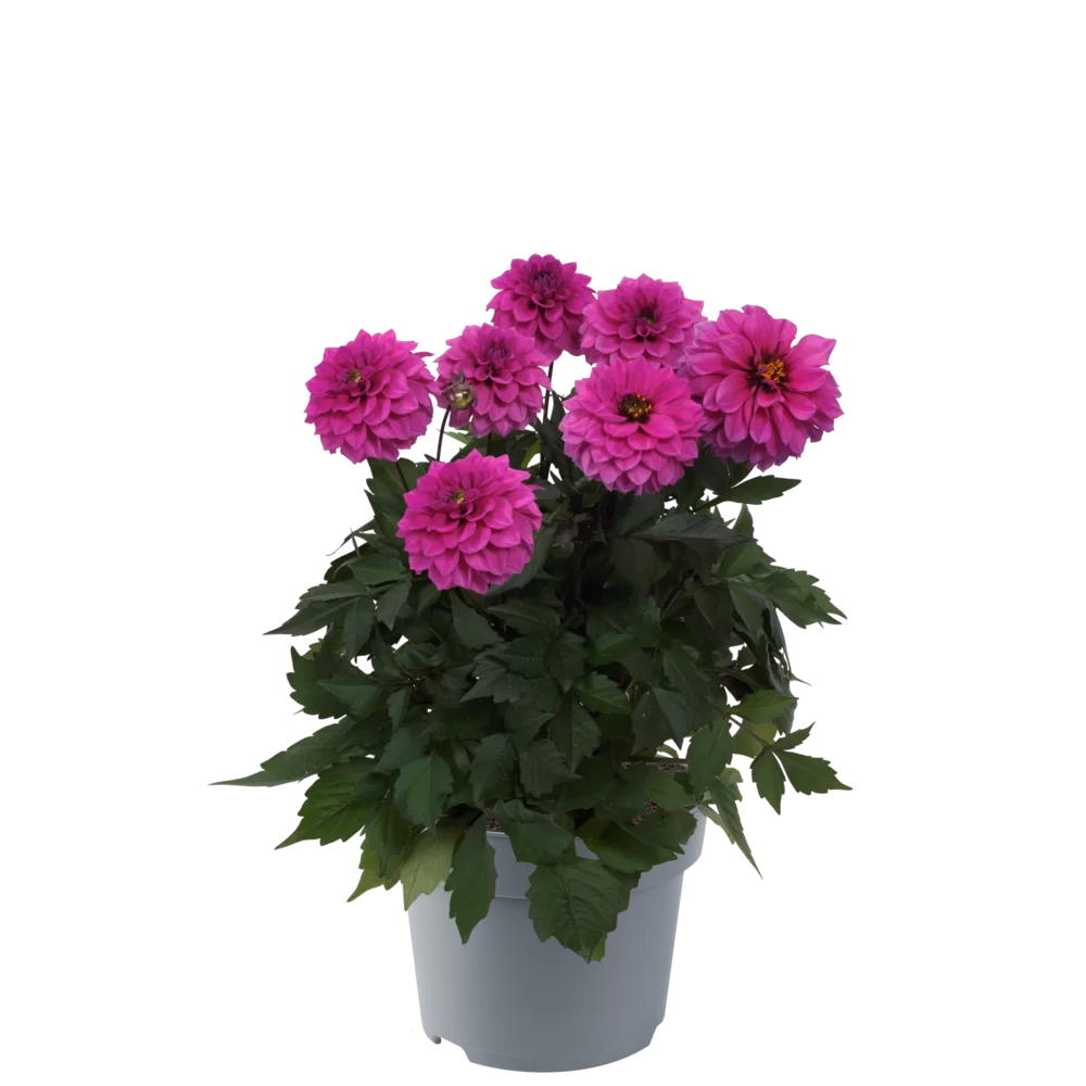 Dahlia coccinea Maxi Noir Lilac