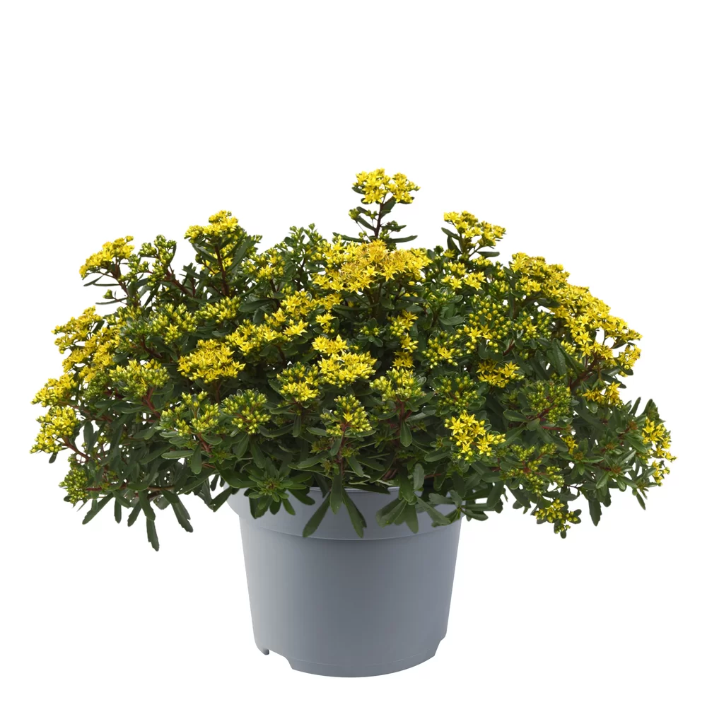 Sedum middendorffianum Yellow Diamonds