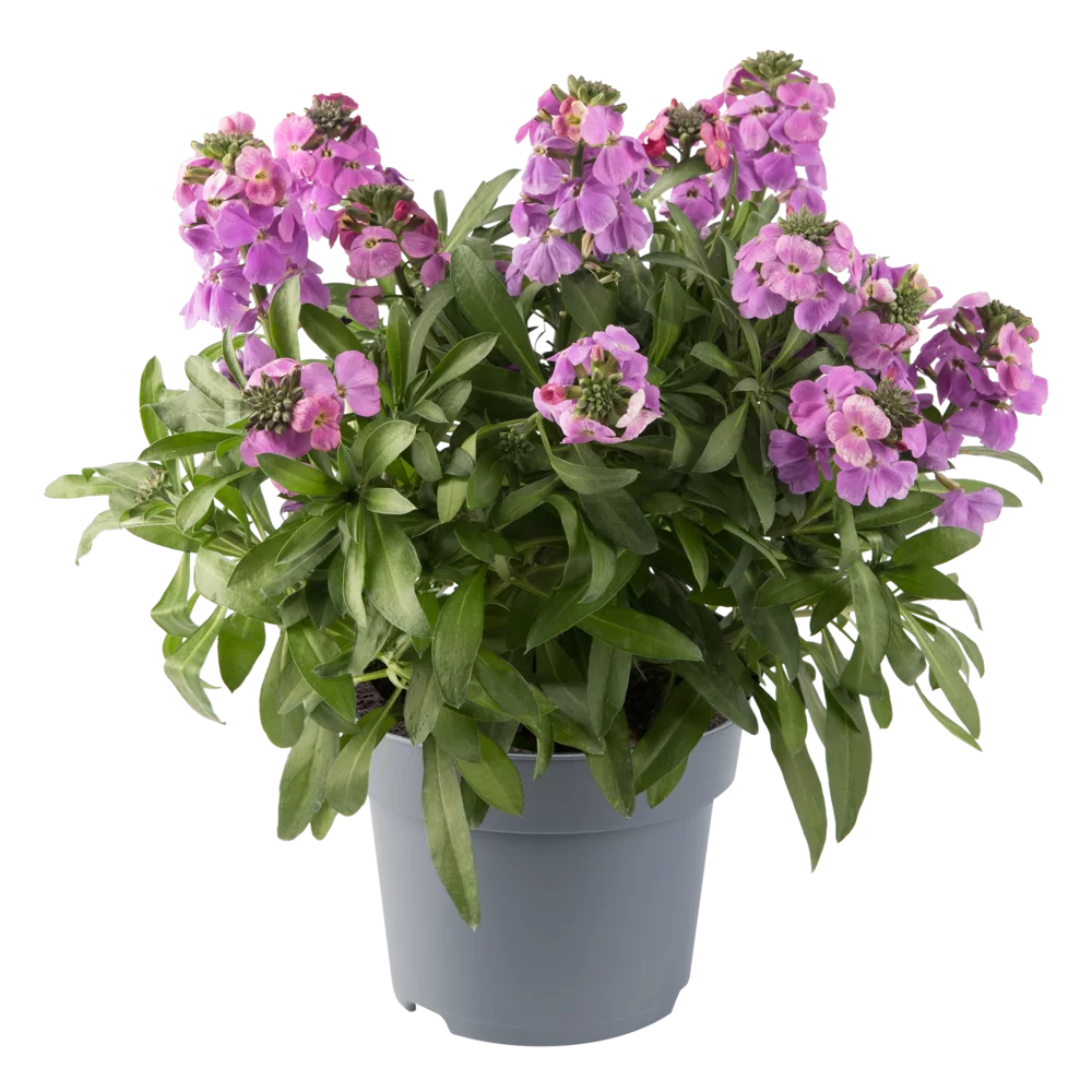 Erysimum linifolium Spring Breeze Purple