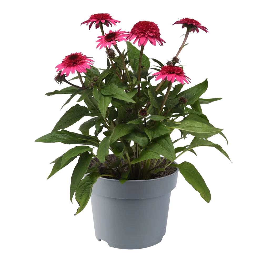 Echinacea purpurea - Sombrero® Double - Rose