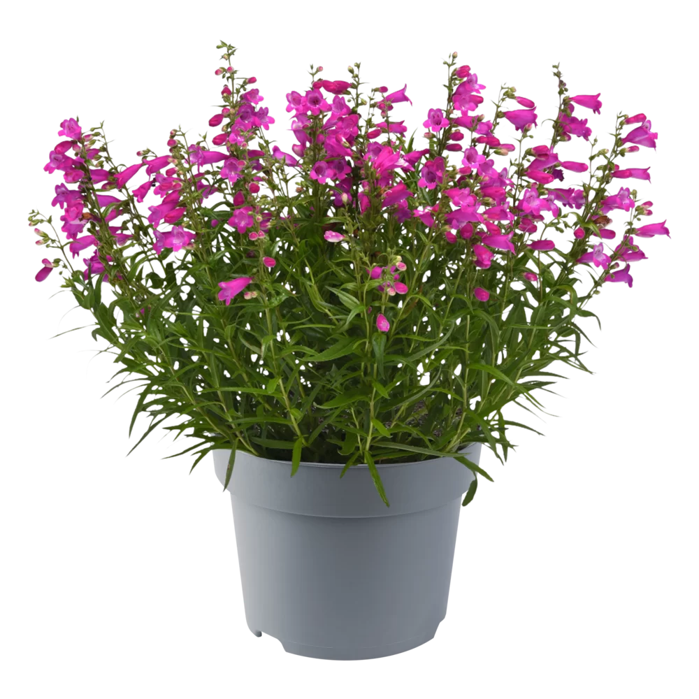 Penstemon hartwegii Mountain Treats Purple