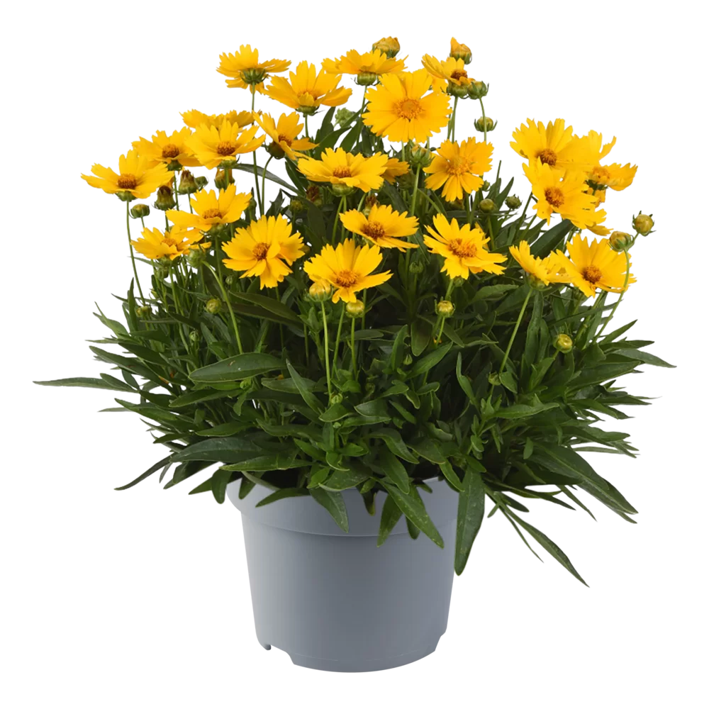Coreopsis grandiflora UpTick™ Gold