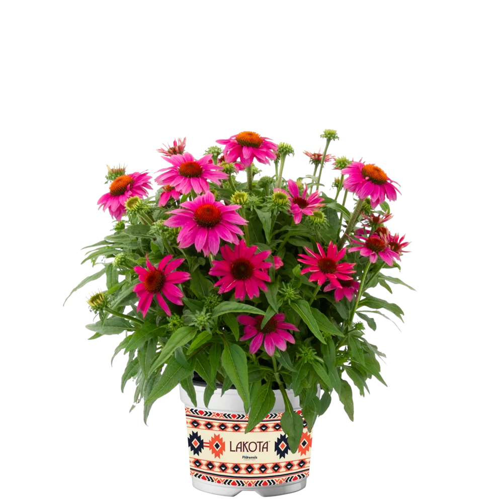 Echinacea purpurea - Lakota™ - Rose