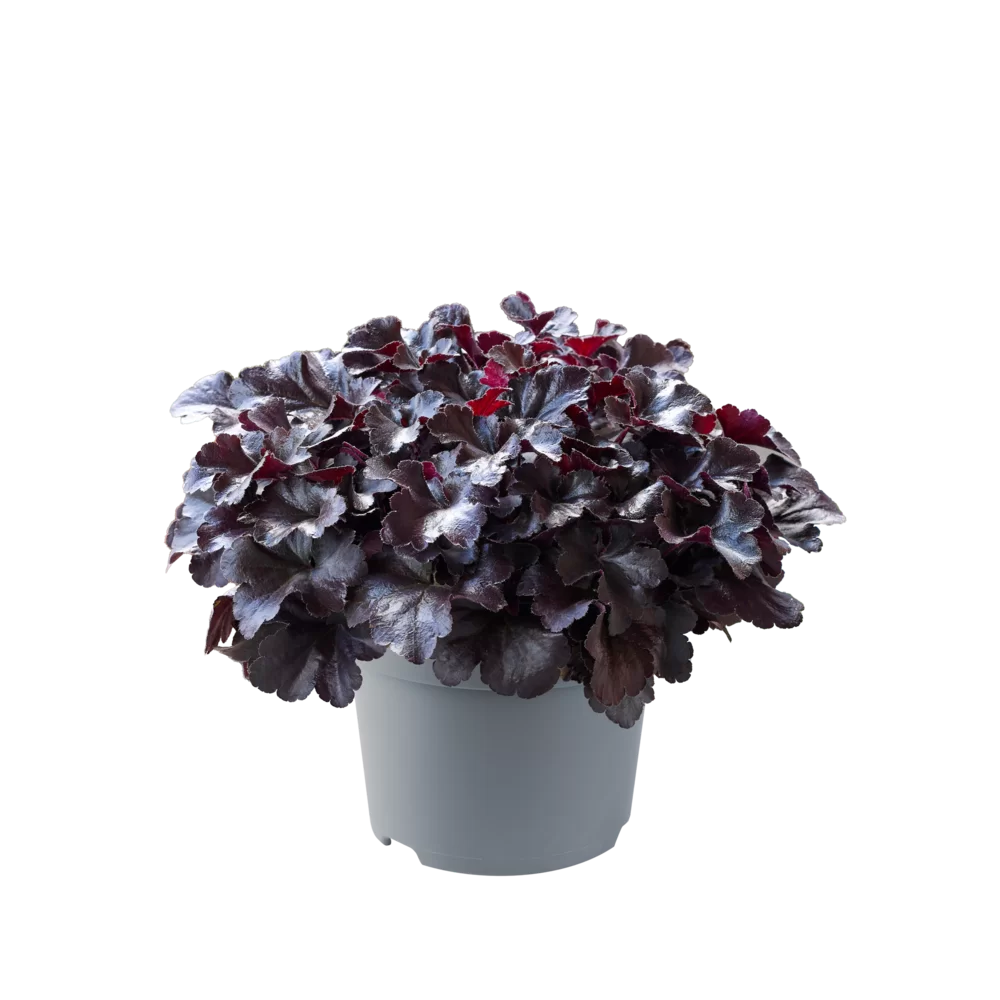 Heuchera villosa Everglow Black Midnight