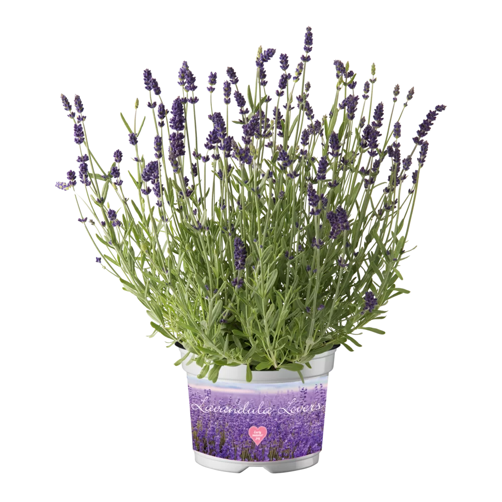 Lavandula angustifolia Ardèche® Winter Early Deep Blue (EL)