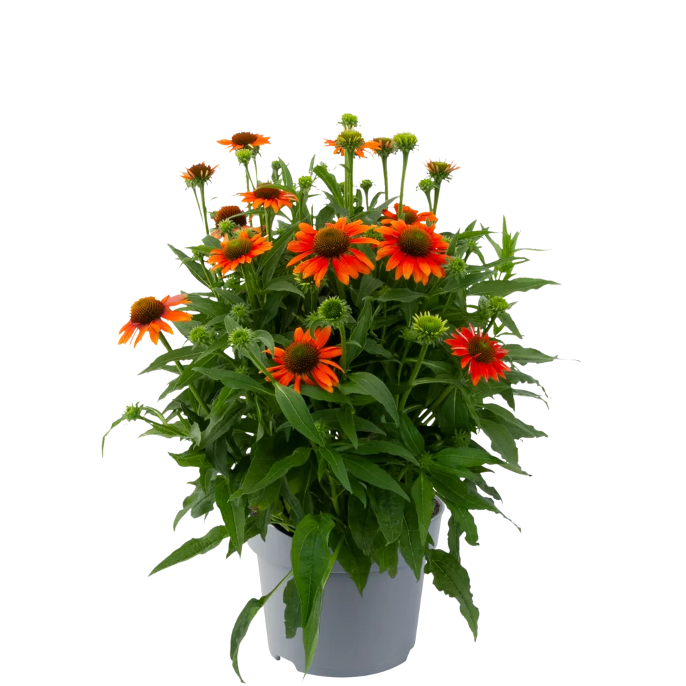 Echinacea purpurea - Lakota™ - Orange