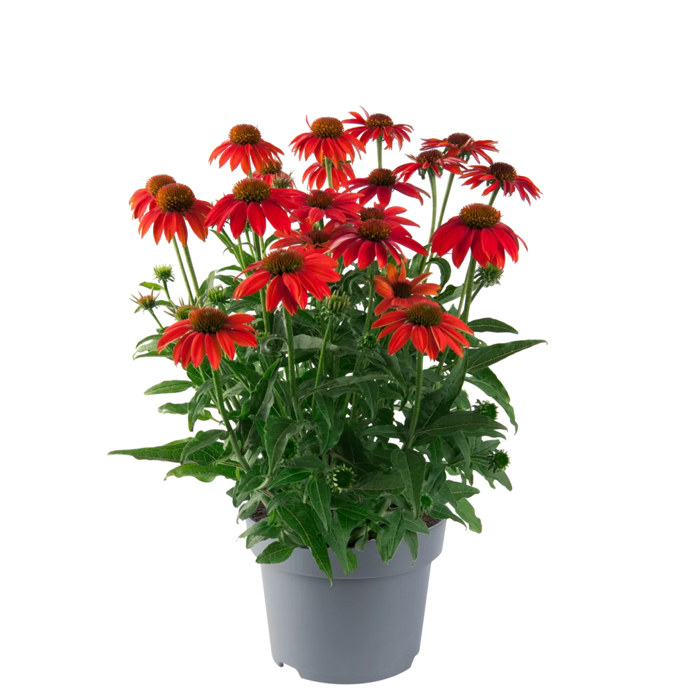 Echinacea purpurea - Lakota™ - Red