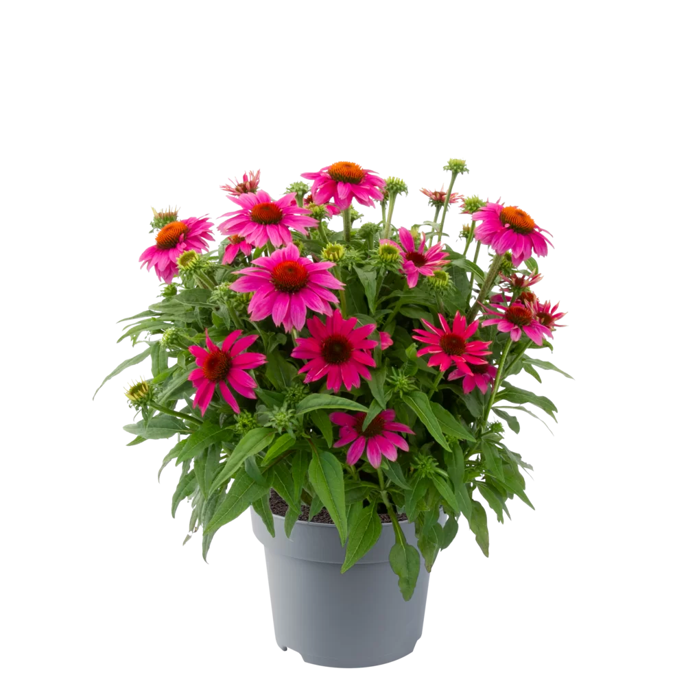 Echinacea purpurea - Lakota™ - Rose