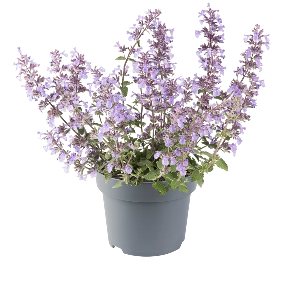 Nepeta faassenii Picture Purrfect Picture Purrfect
