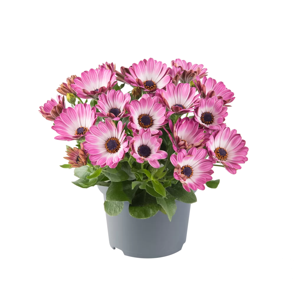 Osteospermum ecklonis Dalina® Rose Bicolour